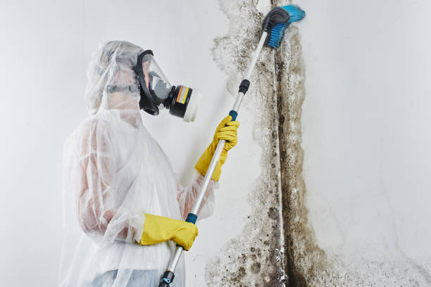 Best Mold Removal for HVAC Installations  in Allison Rk, PA